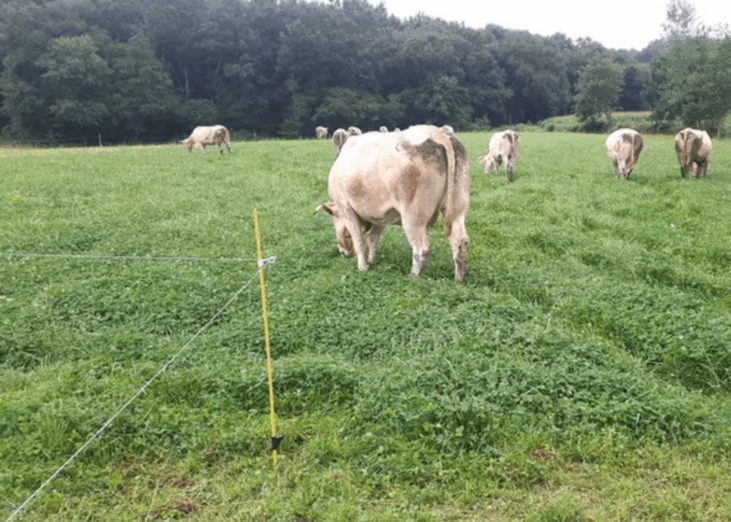 pâturage tournant dynamique